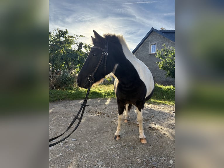Shetland Ponys Merrie 5 Jaar 110 cm Gevlekt-paard in Kolkwitz