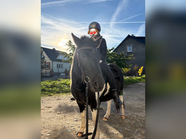 Shetland Ponys Merrie 5 Jaar 110 cm Gevlekt-paard in Kolkwitz