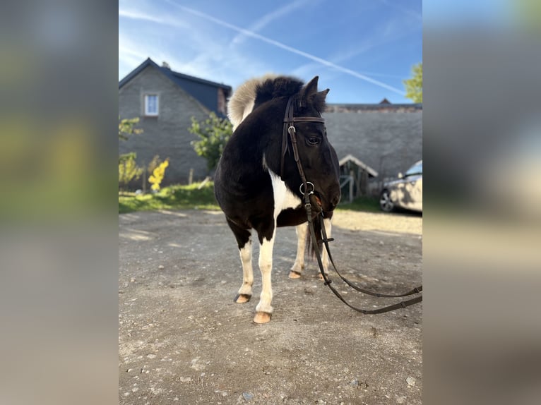 Shetland Ponys Merrie 5 Jaar 110 cm Gevlekt-paard in Kolkwitz