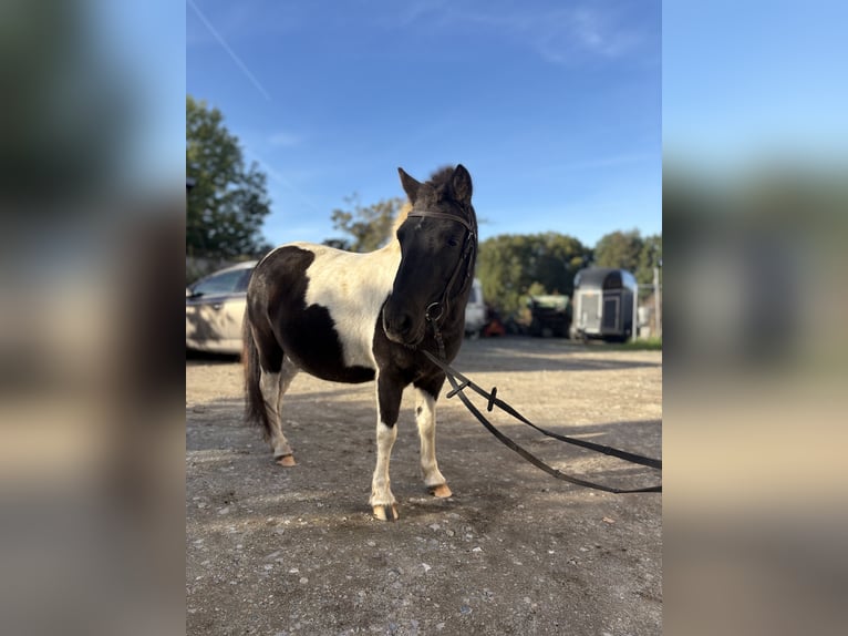 Shetland Ponys Merrie 5 Jaar 110 cm Gevlekt-paard in Kolkwitz