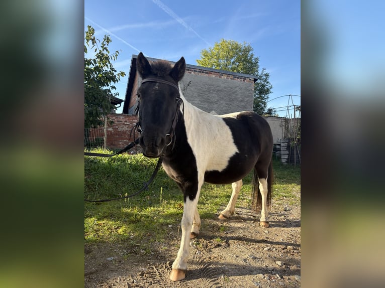 Shetland Ponys Merrie 5 Jaar 110 cm Gevlekt-paard in Kolkwitz