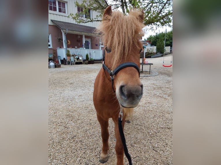 Shetland Ponys Merrie 5 Jaar 80 cm Vos in Sulzbach an der Murr