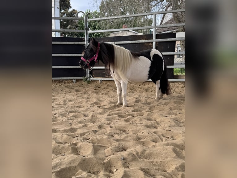 Shetland Ponys Merrie 5 Jaar 83 cm Gevlekt-paard in Salzhemmendorf