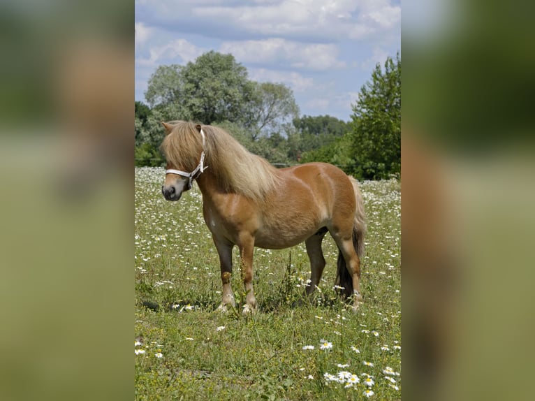 Shetland Ponys Merrie 5 Jaar 85 cm Vos in Lodz