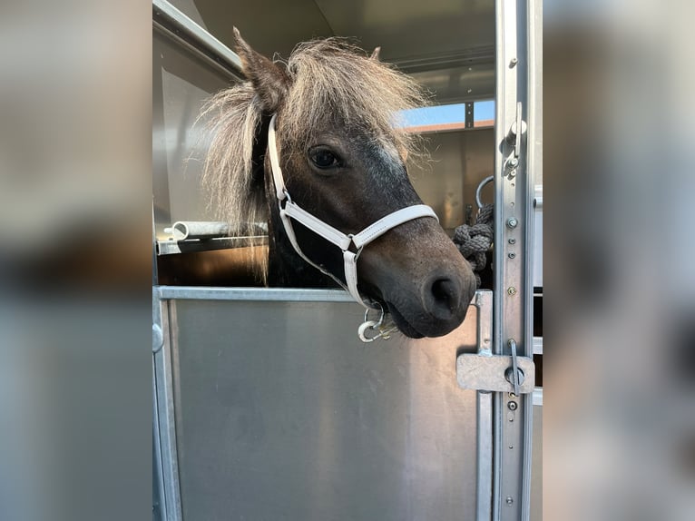 Shetland Ponys Merrie 5 Jaar 88 cm Appaloosa in Eggenfelden