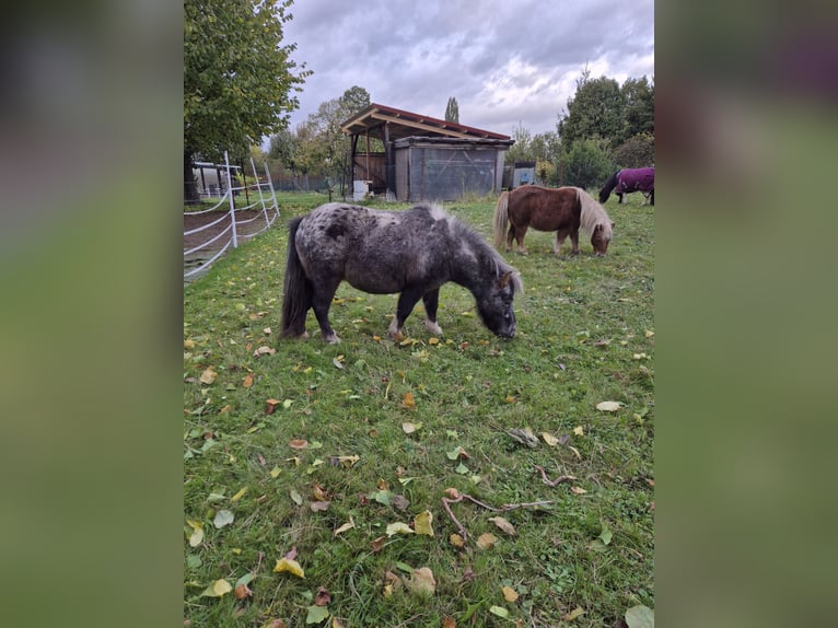 Shetland Ponys Merrie 5 Jaar 89 cm Appaloosa in Bockenem