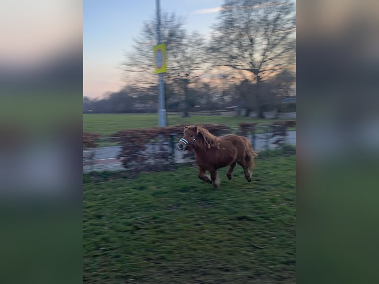 Shetland Ponys Merrie 5 Jaar 89 cm Vos in Barneveld