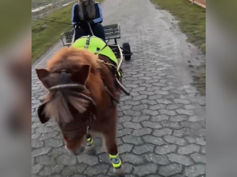 Shetland Ponys Merrie 5 Jaar 90 cm Vos in Thedinghausen