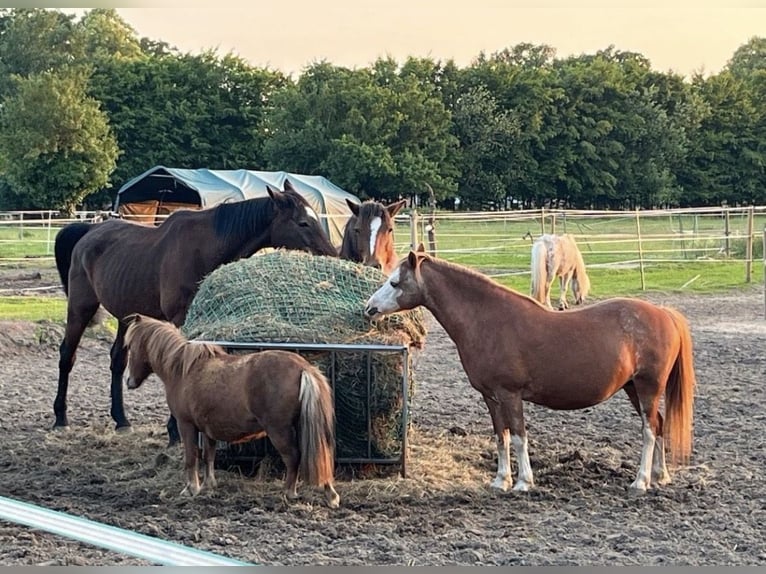 Shetland Ponys Merrie 5 Jaar 90 cm Vos in Thedinghausen