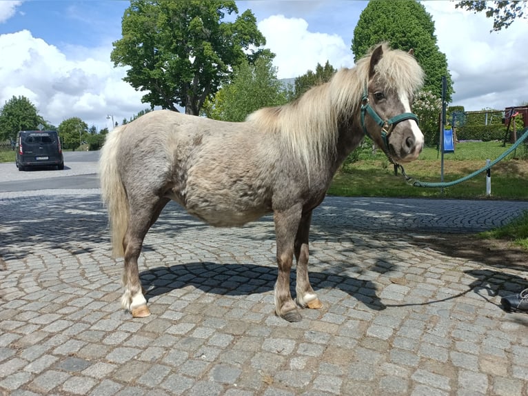 Shetland Ponys Merrie 5 Jaar 91 cm Roan-Bay in Naundorf