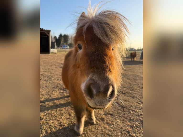 Shetland Ponys Merrie 5 Jaar 91 cm Vos in Winsen (Luhe)