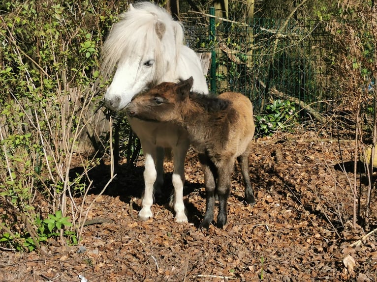 Shetland Ponys Merrie 5 Jaar 95 cm Schimmel in Diepenau