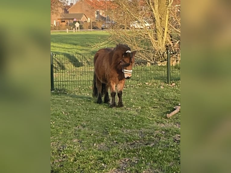Shetland Ponys Merrie 5 Jaar 98 cm Bruin in Barneveld