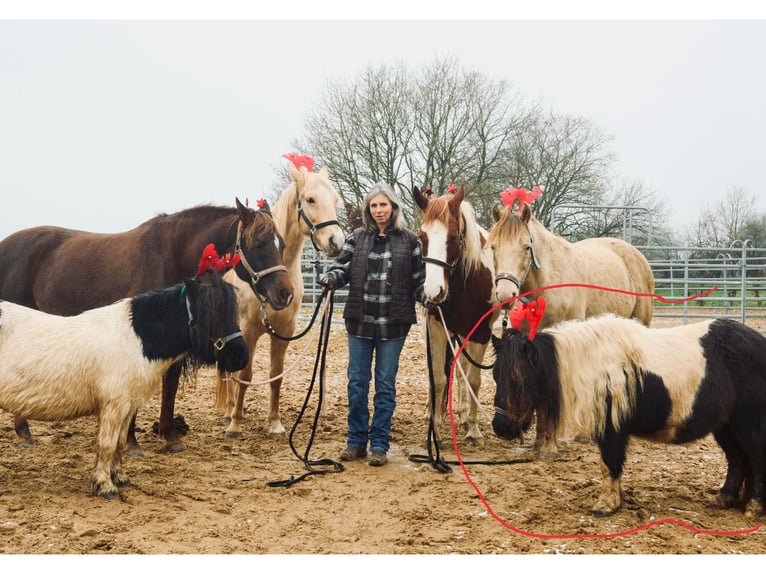 Shetland Ponys Merrie 6 Jaar 100 cm Gevlekt-paard in Hellenthal, Losheimer Graben