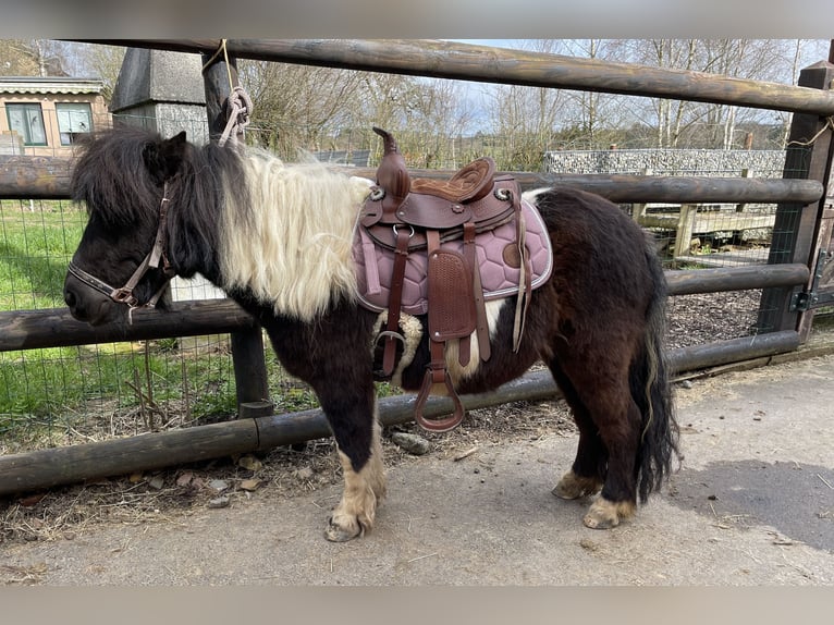 Shetland Ponys Merrie 6 Jaar 100 cm Gevlekt-paard in Hellenthal, Losheimer Graben