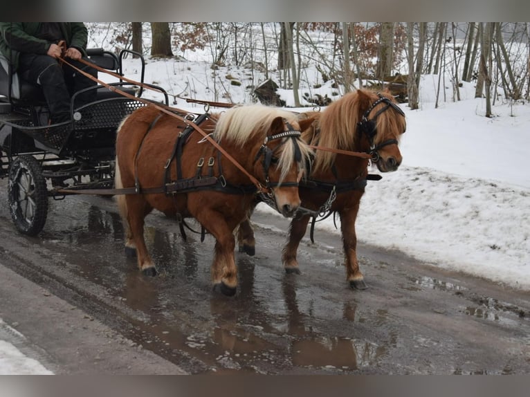 Shetland Ponys Merrie 6 Jaar 100 cm Vos in Sangerhausen