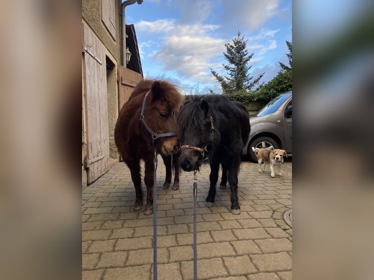 Shetland Ponys Merrie 6 Jaar 100 cm Zwart in Silbitz