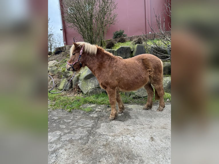 Shetland Ponys Merrie 6 Jaar 106 cm Vos in Sankt Wendel