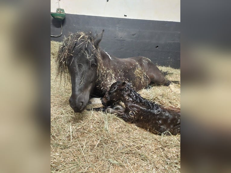 Shetland Ponys Merrie 6 Jaar 107 cm Tobiano-alle-kleuren in VILLÉ