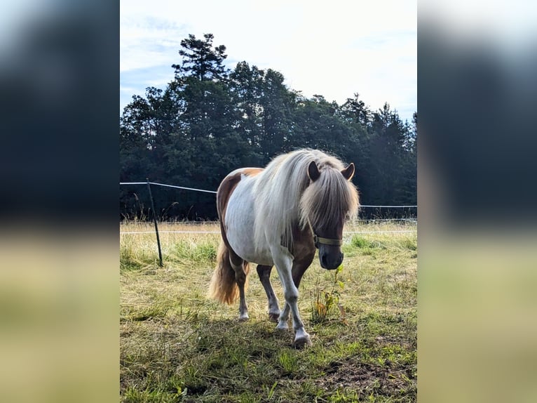 Shetland Ponys Mix Merrie 6 Jaar 108 cm Gevlekt-paard in Bad Wildbad im Schwarzwald