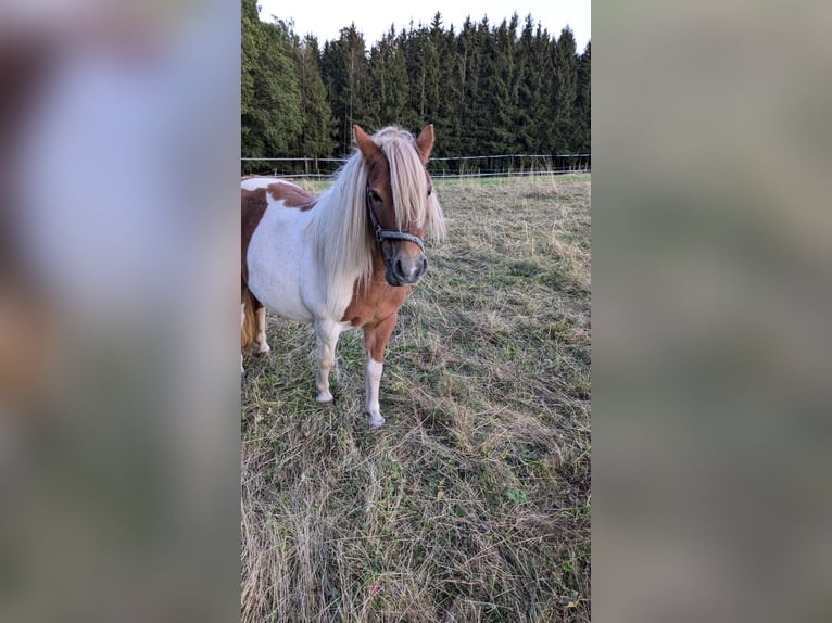 Shetland Ponys Mix Merrie 6 Jaar 108 cm Gevlekt-paard in Bad Wildbad im Schwarzwald