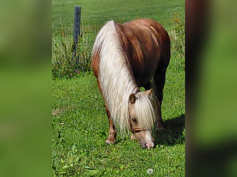 Shetland Ponys Merrie 6 Jaar 115 cm Palomino in Nußdorf