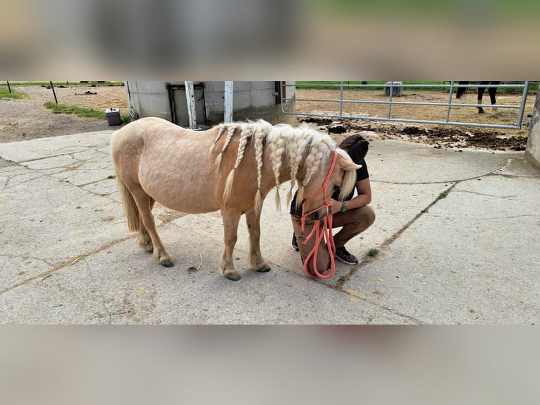 Shetland Ponys Merrie 6 Jaar 115 cm Palomino in Nußdorf