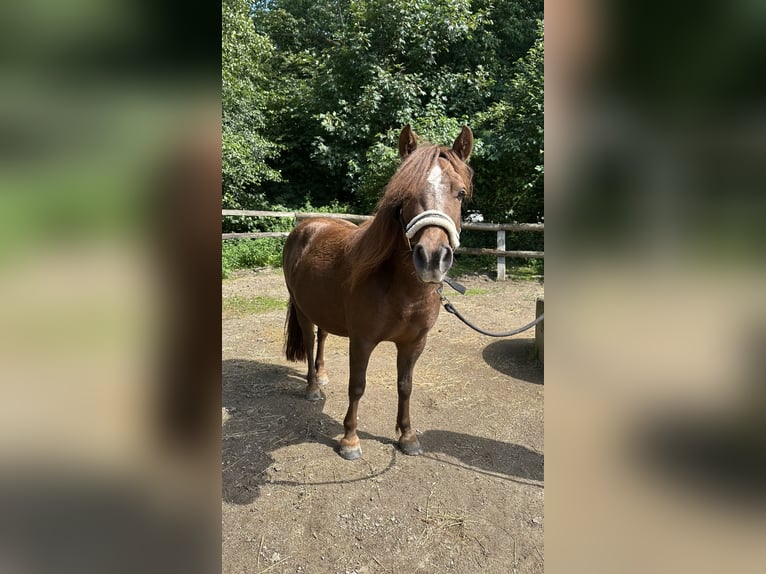Shetland Ponys Mix Merrie 6 Jaar 119 cm Bruin in Hamburg