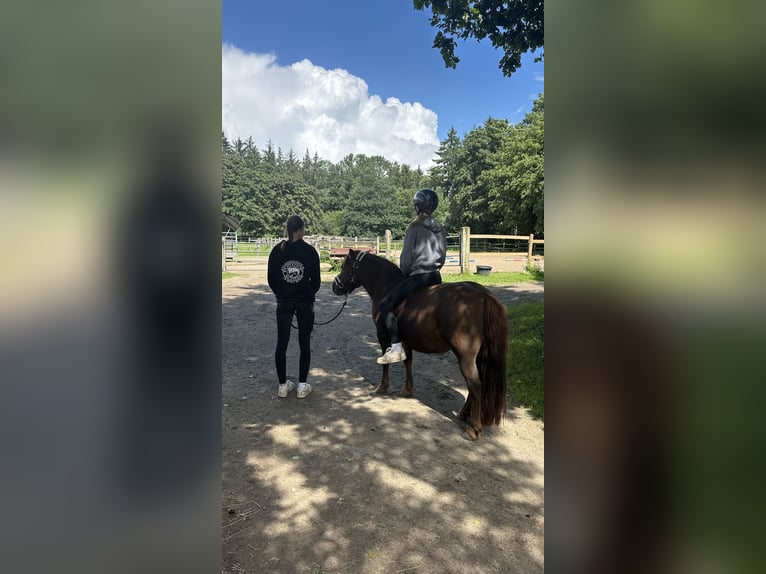 Shetland Ponys Mix Merrie 6 Jaar 119 cm Bruin in Hamburg