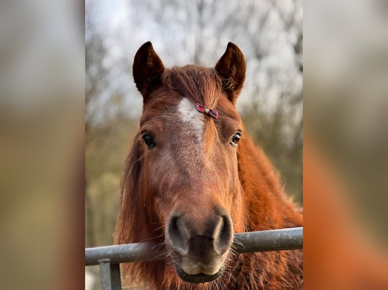 Shetland Ponys Mix Merrie 6 Jaar 119 cm Bruin in Hamburg