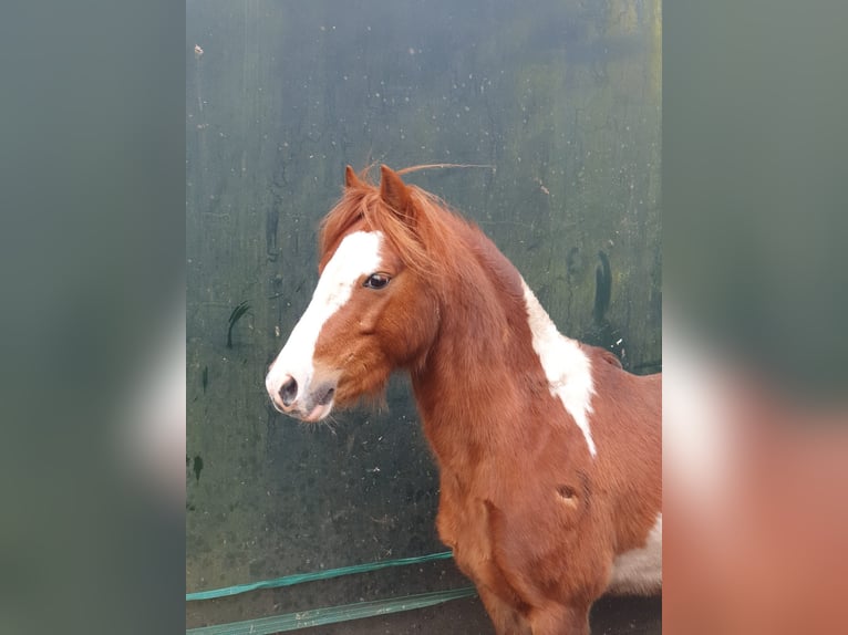 Shetland Ponys Mix Merrie 6 Jaar 120 cm Bruin in HaarloHaarlo