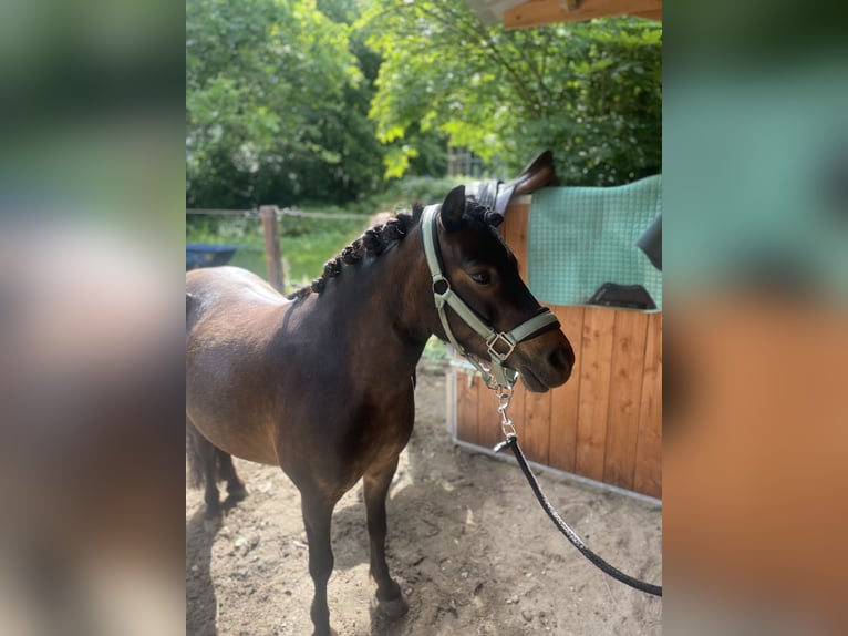 Shetland Ponys Mix Merrie 6 Jaar 120 cm Bruin in HaarloHaarlo