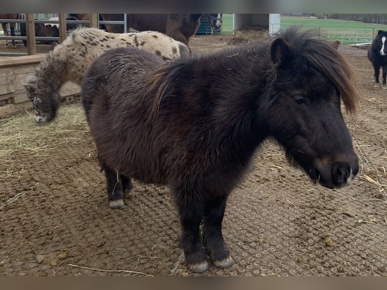 Shetland Ponys Merrie 6 Jaar 80 cm Zwart in Lohfelden