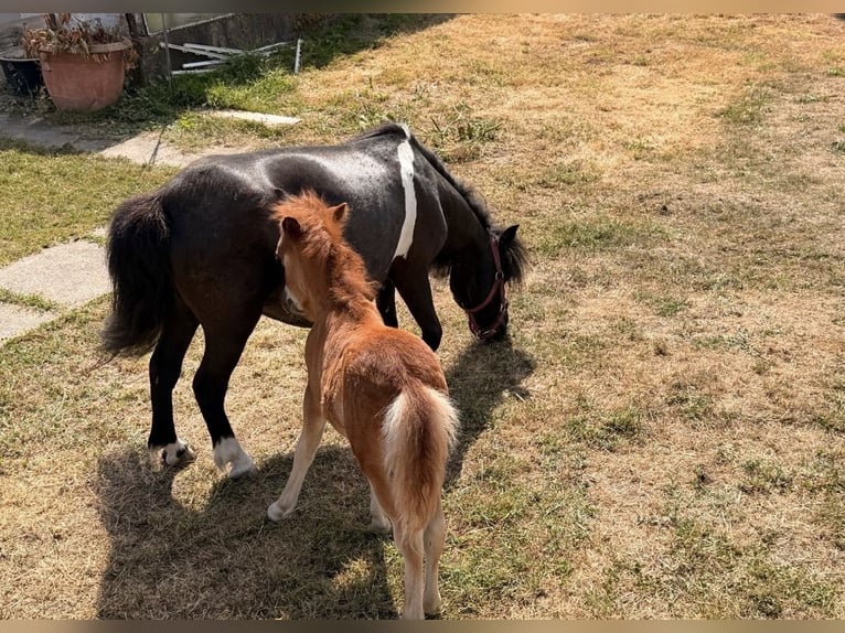 Shetland Ponys Merrie 6 Jaar 86 cm Zwart in Grimma