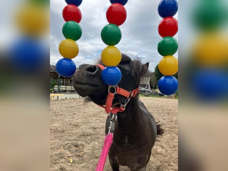 Shetland Ponys Merrie 6 Jaar 87 cm Vos in Essen