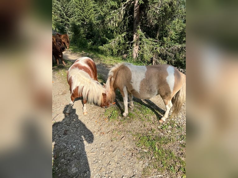 Shetland Ponys Merrie 6 Jaar in Obertilliach