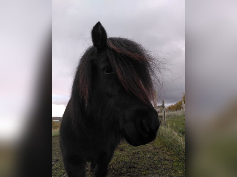 Shetland Ponys Merrie 6 Jaar Zwart in Carla-Bayle