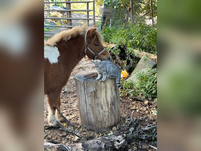Shetland Ponys Merrie 7 Jaar 100 cm Gevlekt-paard in Bärschwil