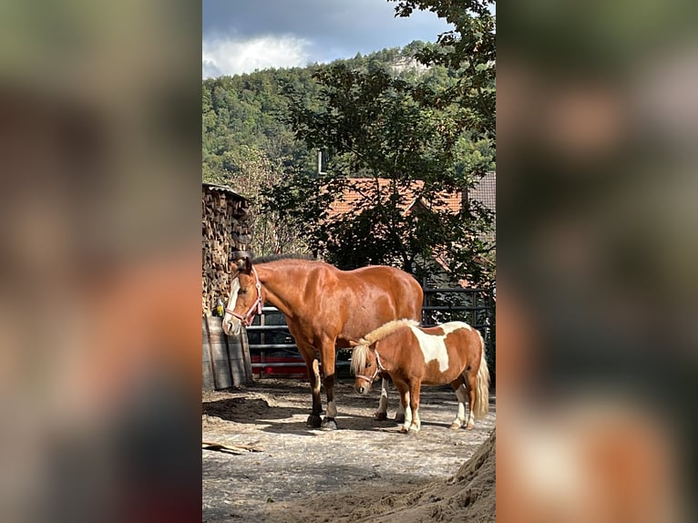 Shetland Ponys Merrie 7 Jaar 100 cm Gevlekt-paard in Bärschwil