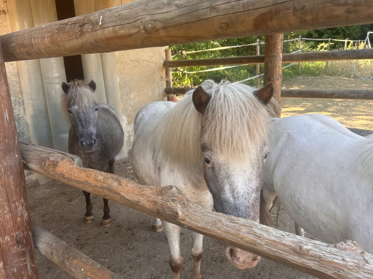 Shetland Ponys Merrie 7 Jaar 100 cm Roan-Blue in Emersacker