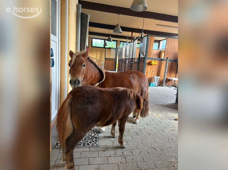 Shetland Ponys Merrie 7 Jaar 100 cm Vos in Freinsheim