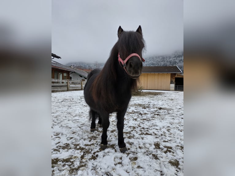 Shetland Ponys Merrie 7 Jaar 100 cm Zwart in Aschau im Chiemgau