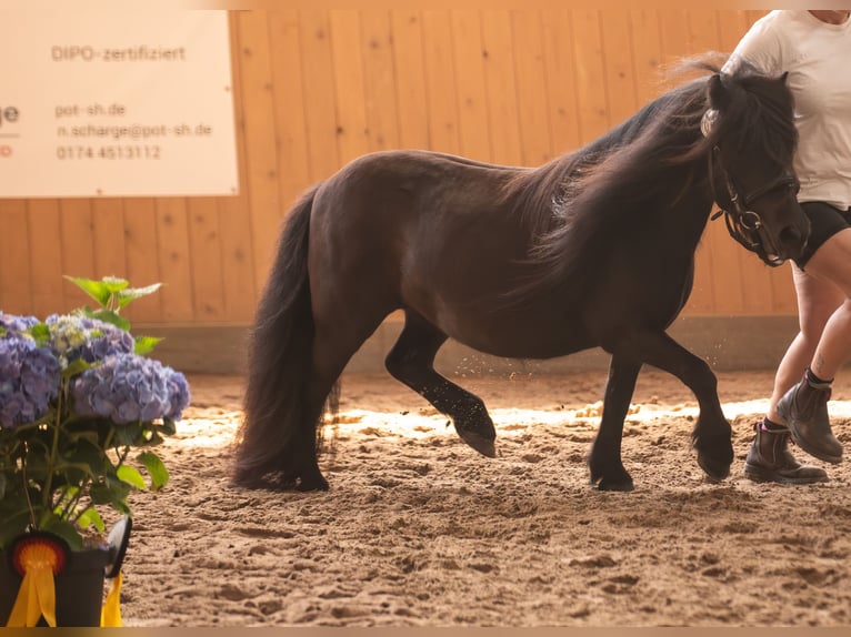 Shetland Ponys Merrie 7 Jaar 101 cm Zwart in Kiel