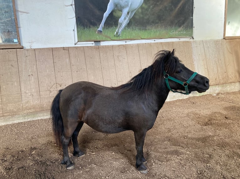 Shetland Ponys Merrie 7 Jaar 102 cm Zwart in Weichering