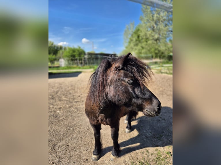 Shetland Ponys Merrie 7 Jaar 102 cm Zwart in Weichering