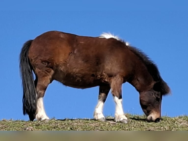Shetland Ponys Merrie 7 Jaar 105 cm Gevlekt-paard in Rimbach