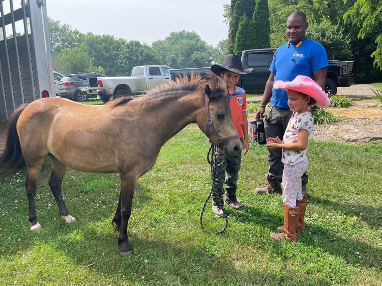 Shetland Ponys Merrie 7 Jaar 109 cm in Paris KY