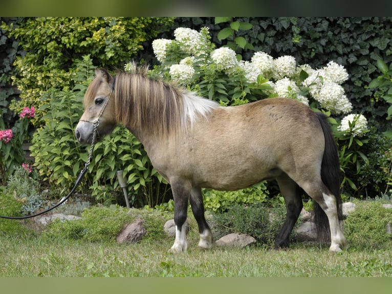 Shetland Ponys Merrie 7 Jaar 81 cm Buckskin in Lodz