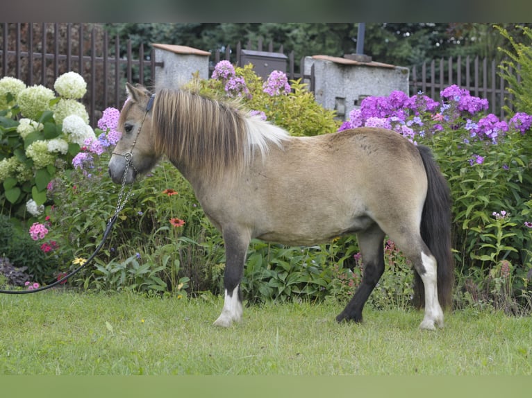 Shetland Ponys Merrie 7 Jaar 81 cm Buckskin in Lodz