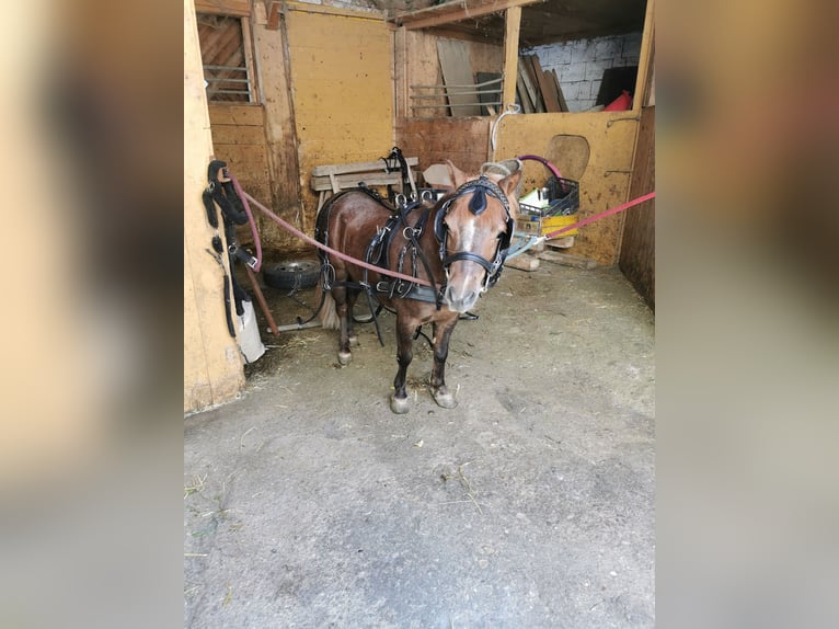 Shetland Ponys Merrie 7 Jaar 90 cm Donkere-vos in St. Martin / Karlsbach